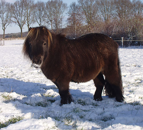 Pony camping Hendriks wijkje