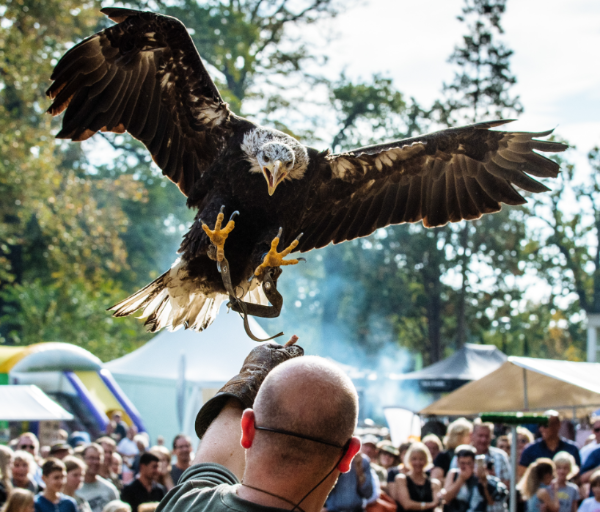 roofvogelshow 1